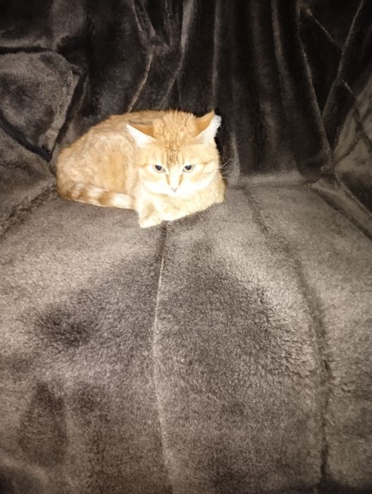 Найдена кошечка,чистая.