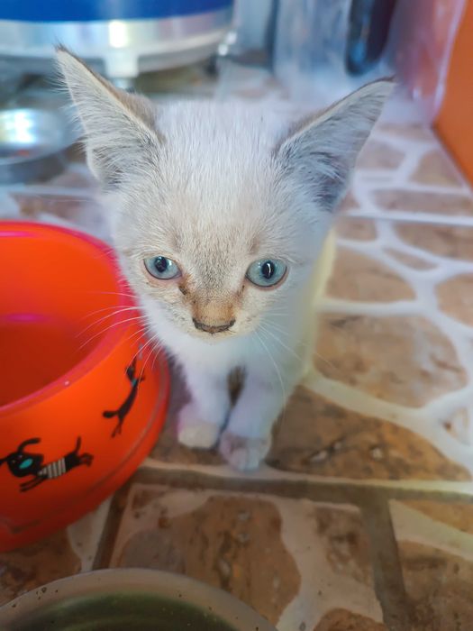 Котенок в добрые руки