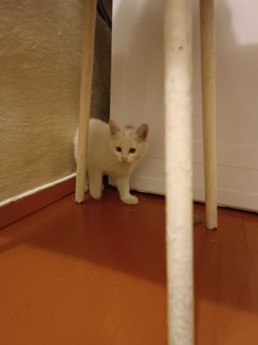 Котят в добрые руки