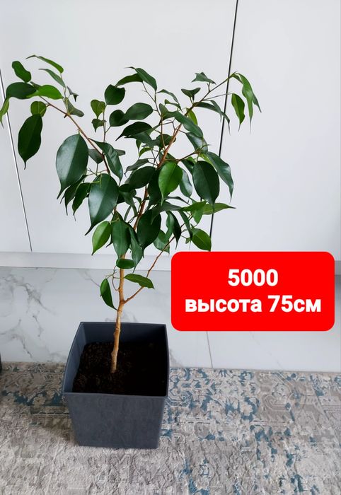 Продам фикус бенджамина