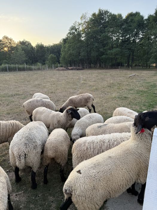 Vand oi sulfok bine ingrijite si tratate