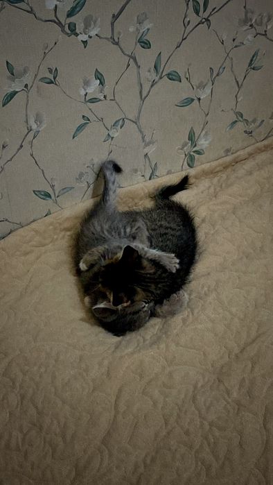 Отдам котят бесплатно