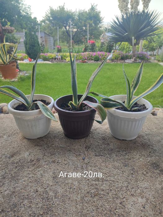 Агаве цветя , малки и по големи.
