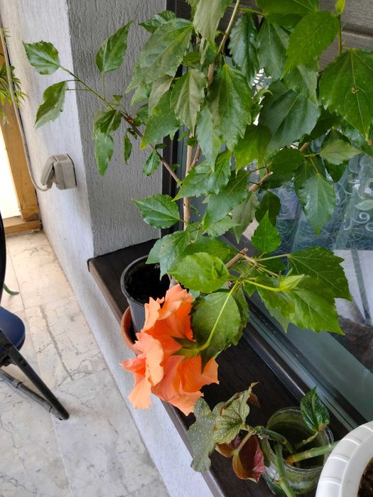 Flori de apartament,terasa