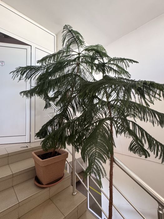 Дърво араукария-декоративно