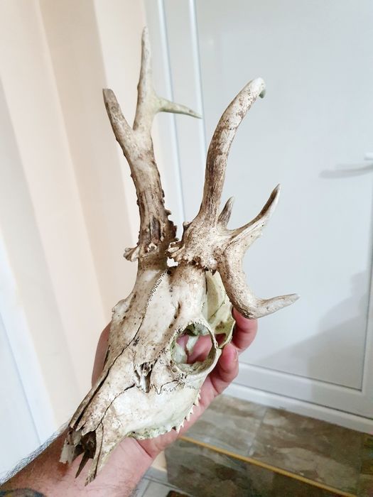 Два Трофея от сръндак перфектно състояние!