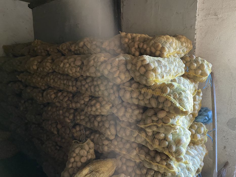 Картофи Сорая и Агрия