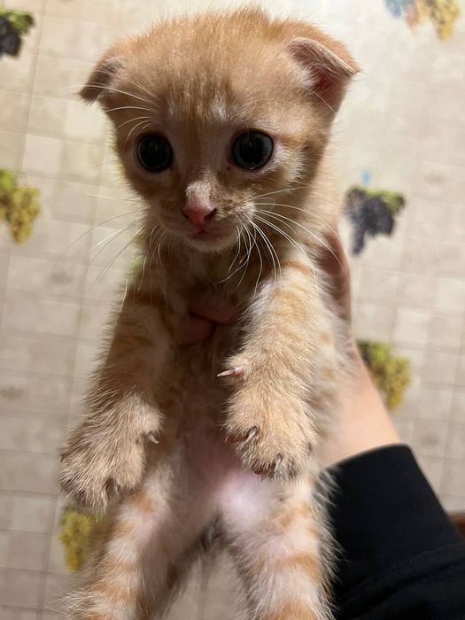 Срочно отдам котят