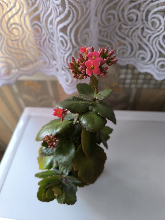 продам калахоэ розовый,весь в бутонах цветов,саженцы укорененные калан