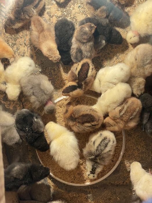 Цыплята от крупных курей