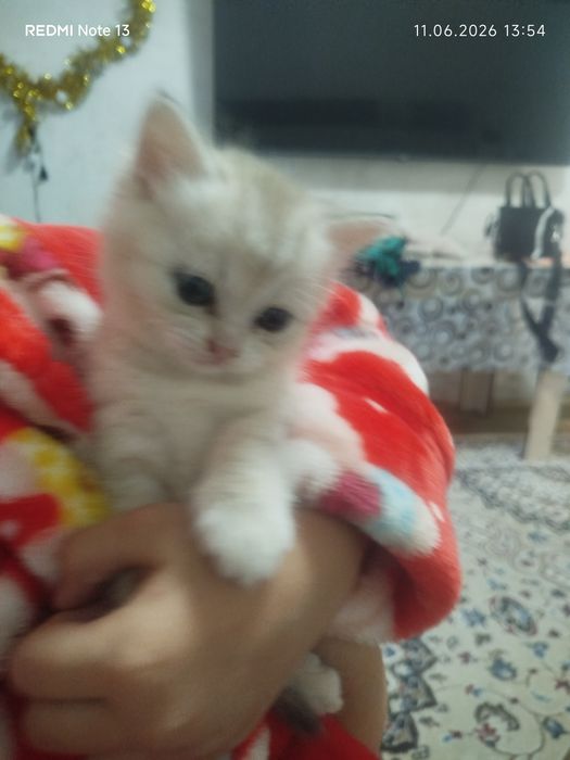 Продается породистые котята