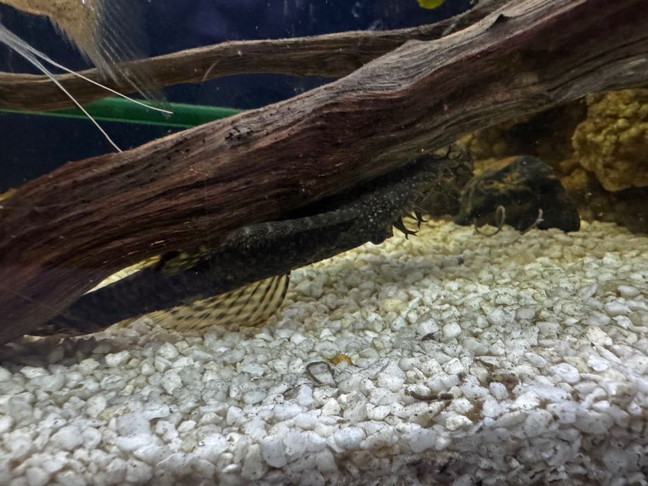 Продаем аквариум вместе со столом рыбками и всем что прилагается