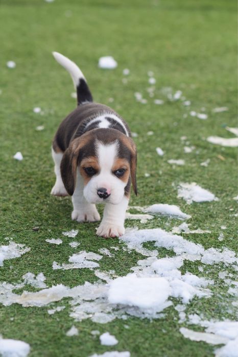 Mascul beagle 7 saptamani