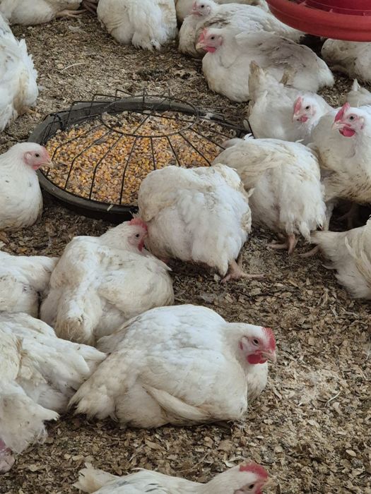 Pui de carne din gospodarie