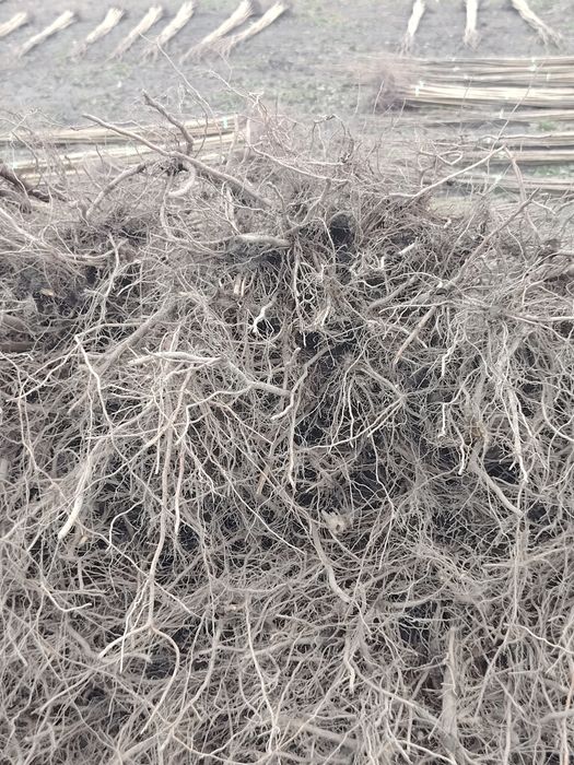 Terak kochatlari Терак кочатлар (кучат koʻchat)