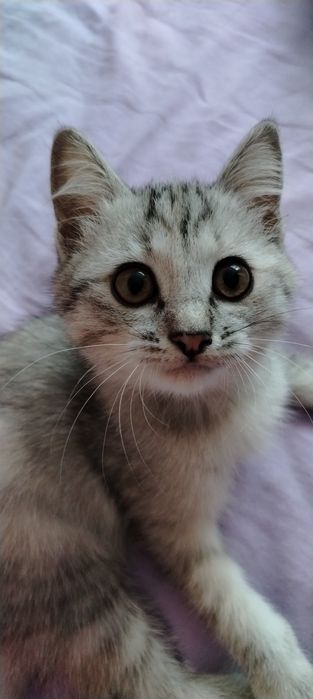 Котята  Мама британка