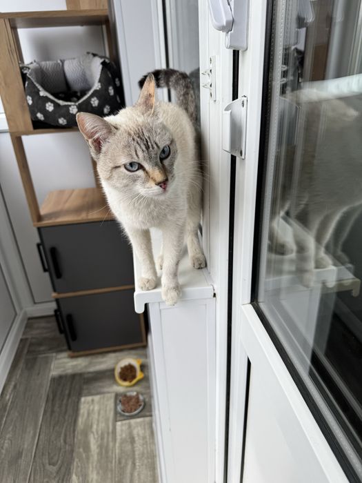 Ищу дом кошечке в доьпые руки