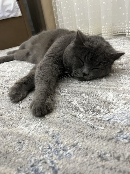 Mushik sotiladi zotli