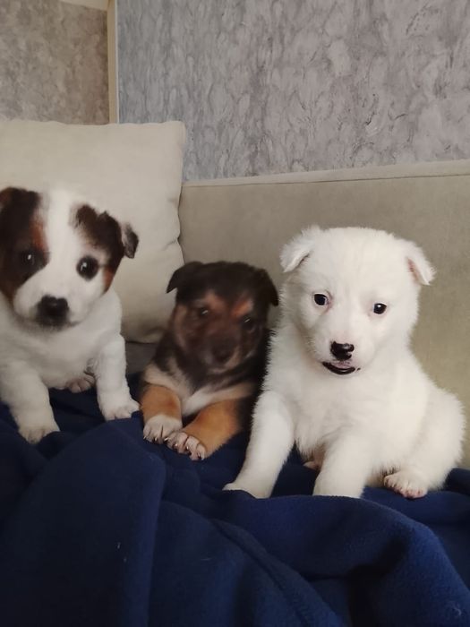 Мальчики и девочки медвежата Двортерьерчики