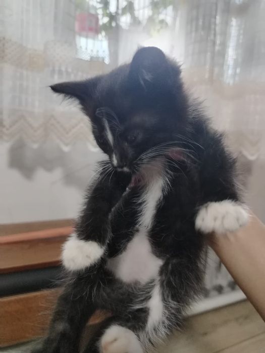 Отдам котят в хорошие руки