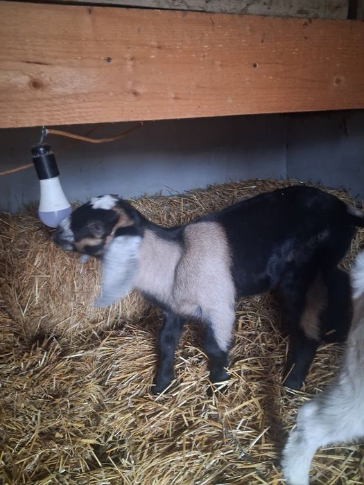 Vând Tapisor Anglo Nubian