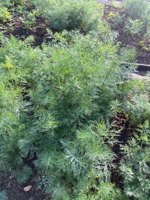 Дача в черте города Актау.