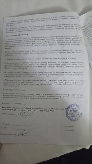 Продам в хорошие руки порода хайленхол