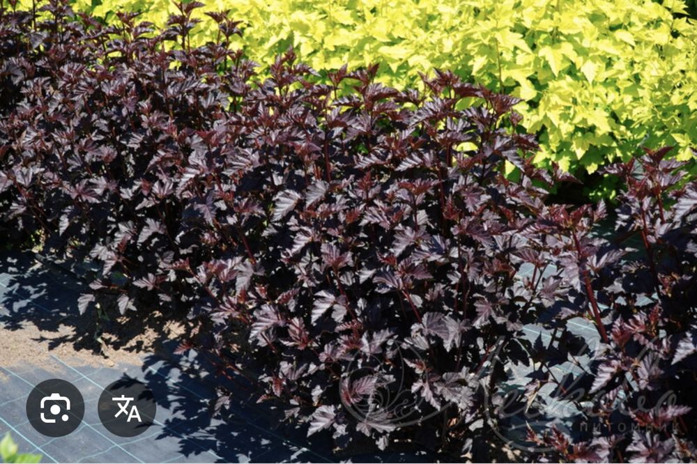 Пузыриплодник диабло калинолистный