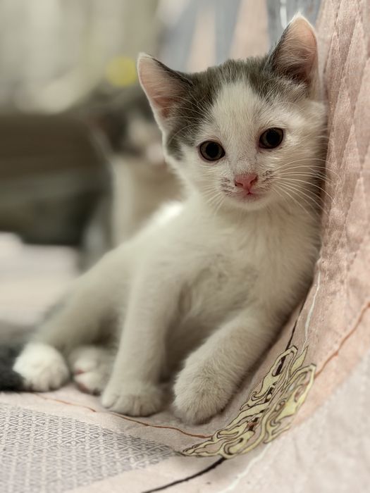 Отдам котят. Возраст 2 месяца