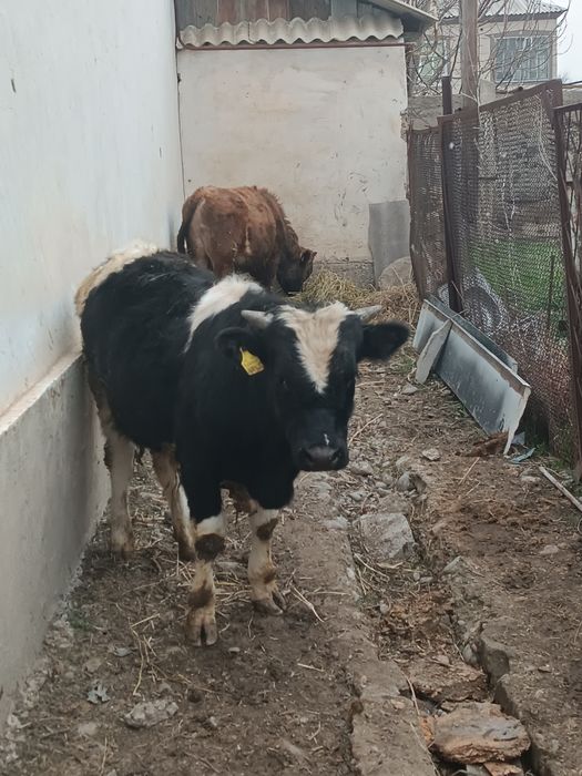 Буха сатылады пригородта