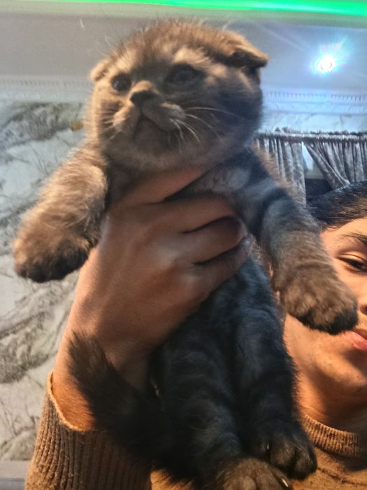 Скоттиш-фолд (2 Oylik) Черный серебристый классический полосатый кот