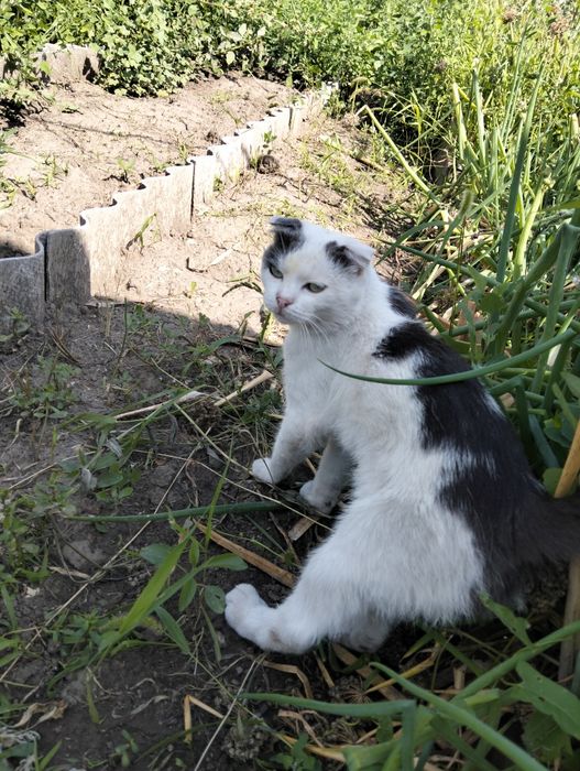 Отдам кота в добрые руки