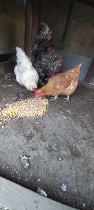 Vînd sau Schimb COCOȘ DE Rasă ȘI 2 Găini