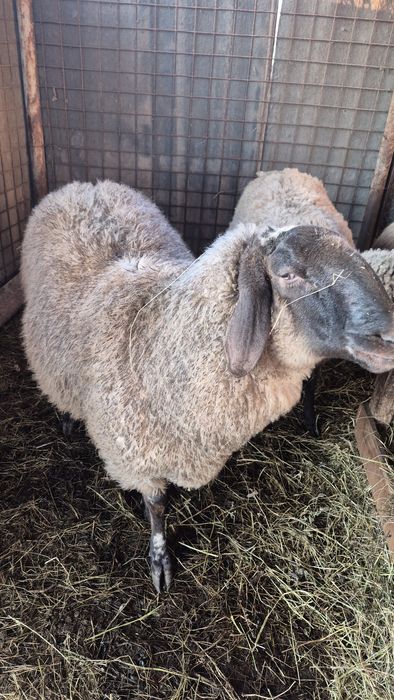 Bernec carabas de vanzare