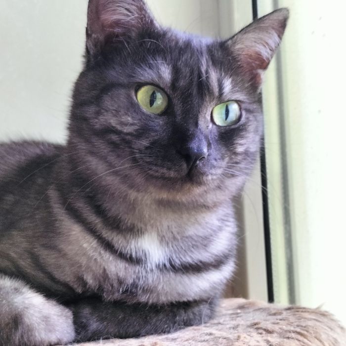 Молодой котик кастрат