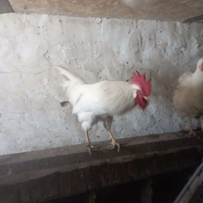 Петухи "Леггорн"