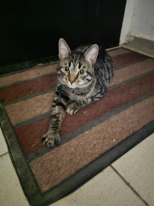 Отдам даром котенка 8 месяцев, не кастрирован
