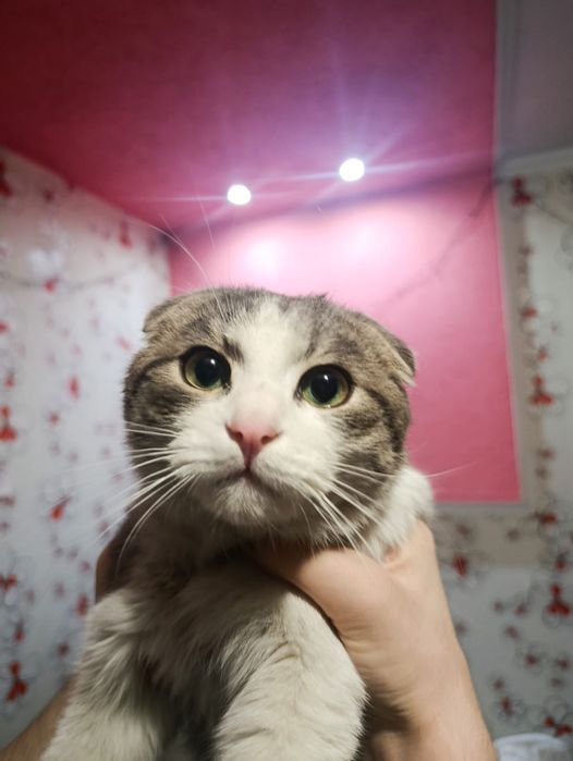 Отдам бесплатно кота