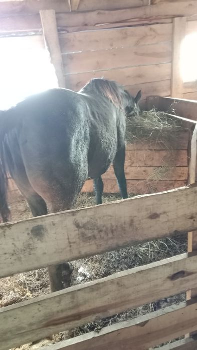 Продам жеребца цена 900