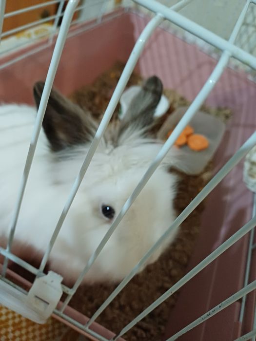 Продаётся кролик