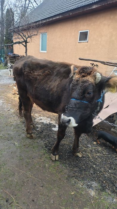 Vaca tânără de vânzare