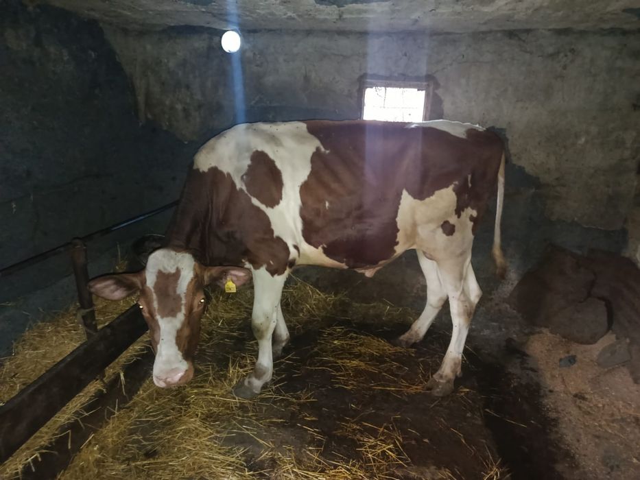 Продам срочно бычка