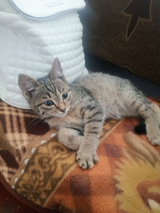 Отдам котенка в добрые руки