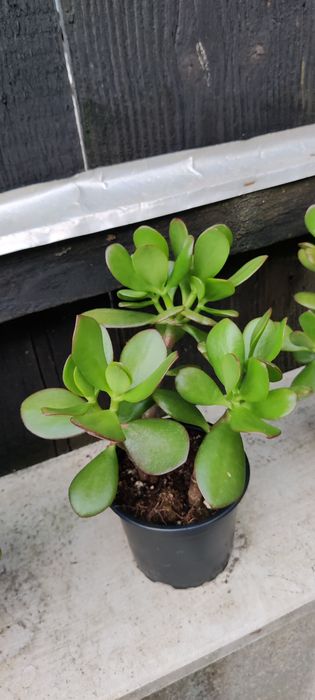 Crassula ovata pomul cu bani