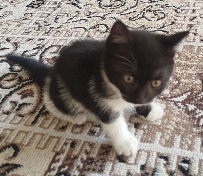 Котёнок продается