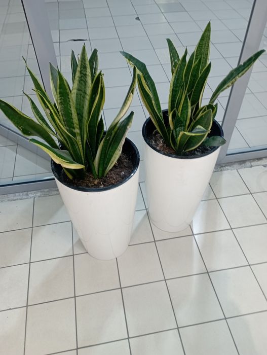 Продам цветы  сансевиерию в больших горшках