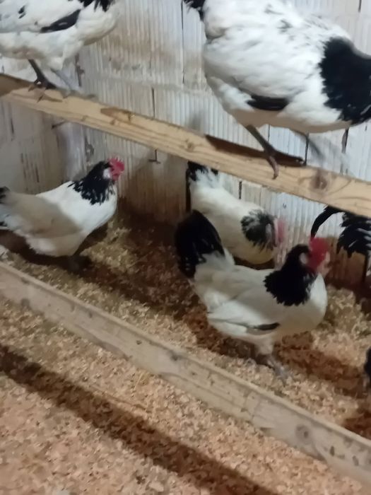 Oua găini  lakenvelder