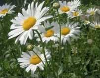Ромашка многолетняя