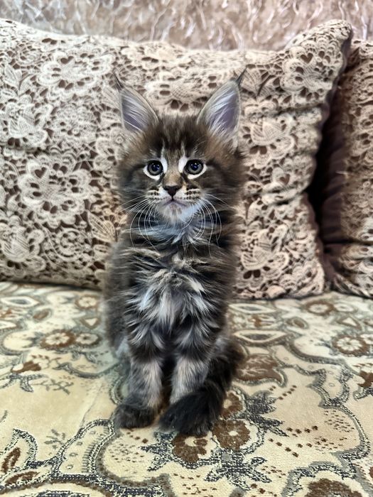 Продам кошечек мейн -куна