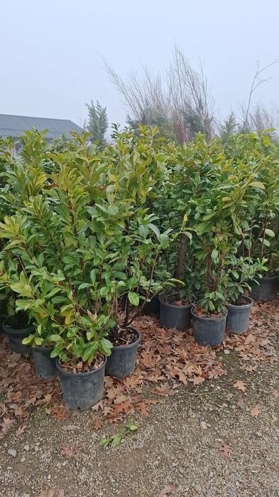 Tuia  leylandii plante